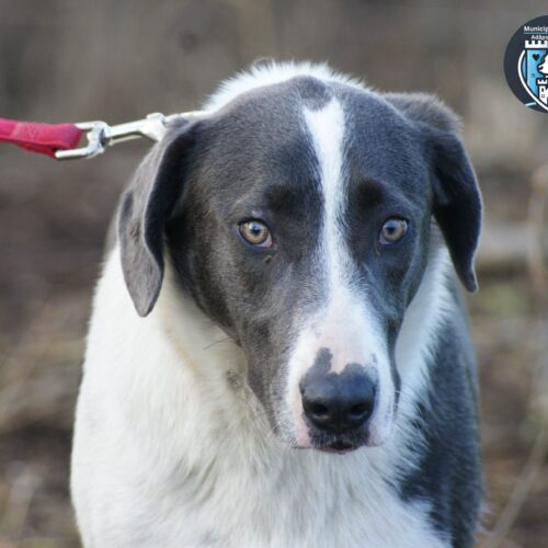 Georgia (adoptata)