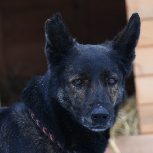 Violetta (adoptata)