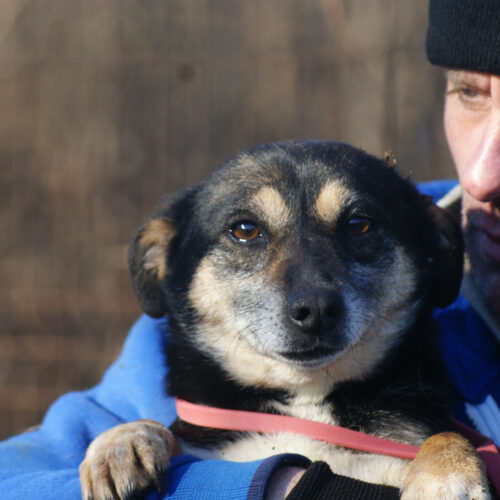 Pepita (adoptata)
