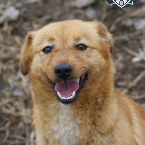 Fifi (adoptata)