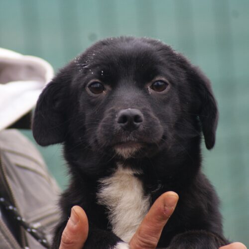 Suri (adoptata)