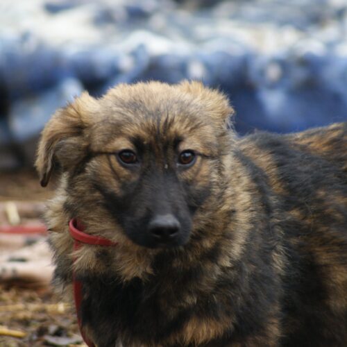 Ludmila (adoptata)