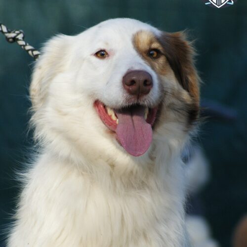 Lady (adoptata)