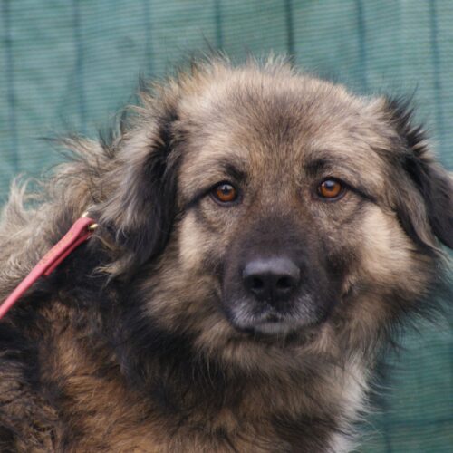 Rafael (adoptat)