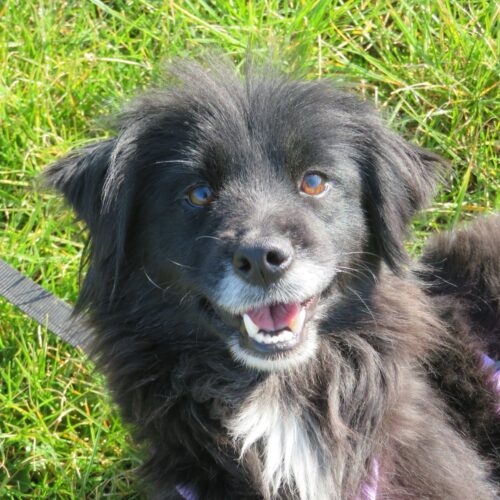 Simina (adoptata)