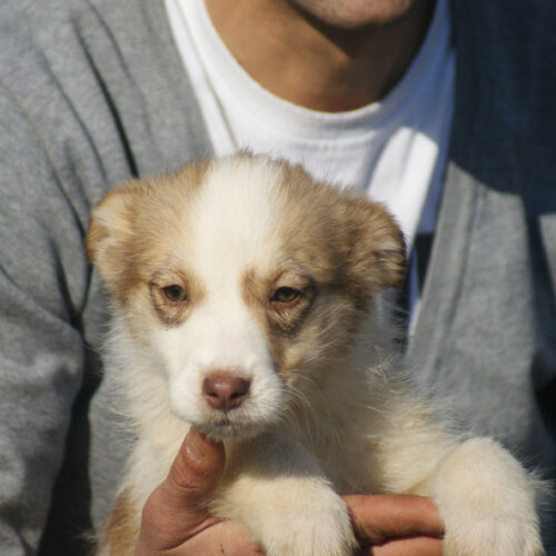 Cristina (adoptata)