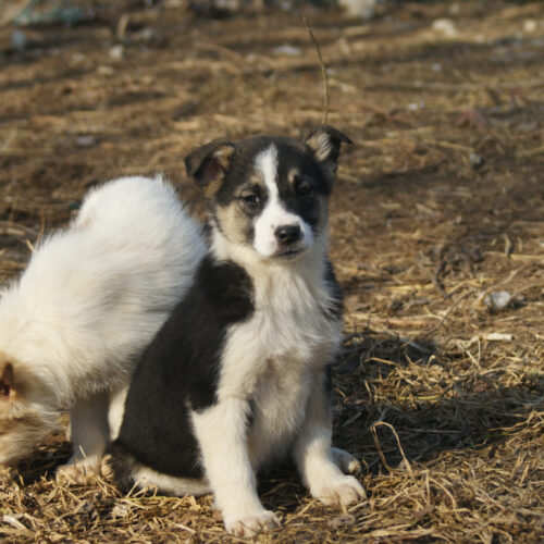 Doris (adoptata)