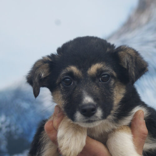 Scout