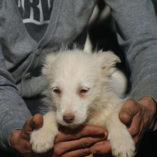 Cosette (adoptata)