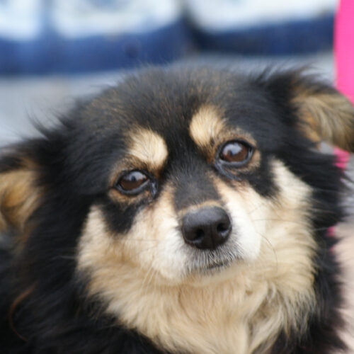 Giselle (adoptata)
