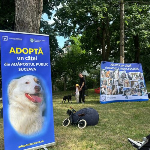 TÂRG DE ADOPȚII – ASTĂZI ÎN PARCUL ȘIPOTE!