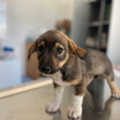 O poveste de adopție fericită NICO si RUDI!