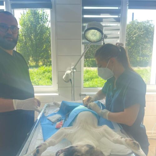 Record de sterilizări în luna septembrie!