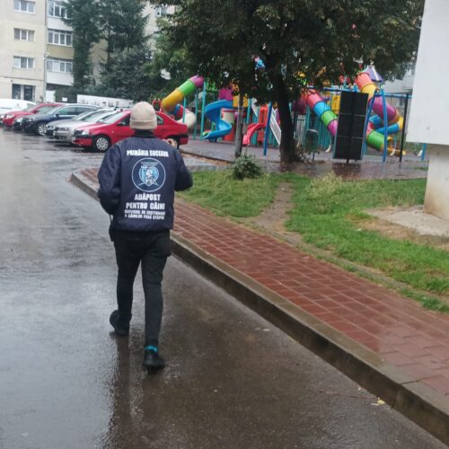 Bilanțul capturărilor și adopțiilor de câini fără stăpân – ianuarie-septembrie 2025