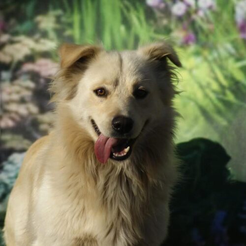 574908163_122182735898550808_7436404348810120039_n RAPORTUL LUNII OCTOMBRIE al Adăpostul Public Suceava