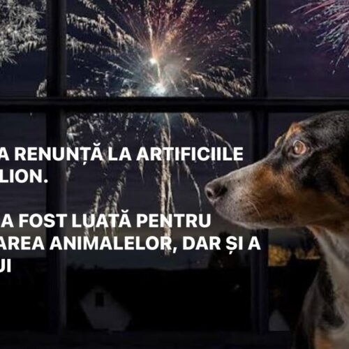 Screenshot Primăria Municipiului Suceava renunță la artificiile de Revelion!