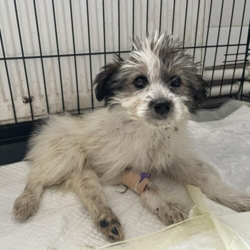 578261192_122183419502550808_2473475091370635957_n Ce am mai făcut în această săptămână la Adăpostul Public Suceava