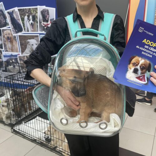 581266218_122183761604550808_8329394389201385834_n Cum a fost la Târgul de Adopții din acest weekend