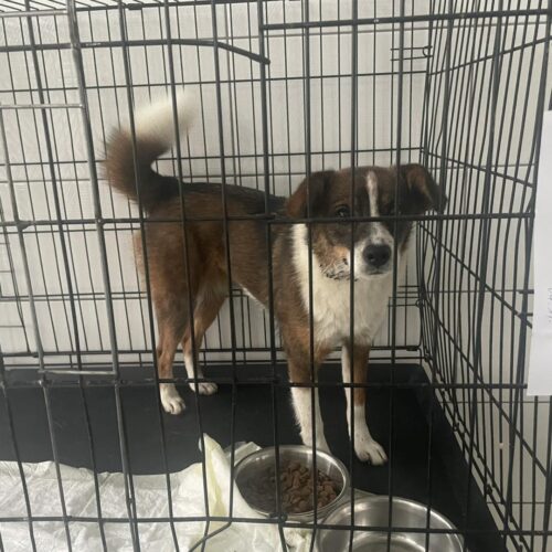 a1 INFORMARE PRIVIND INTERVENȚIILE RECENTE ALE ECHIPEI DE CAPTURARE – ADĂPOSTUL PUBLIC SUCEAVA